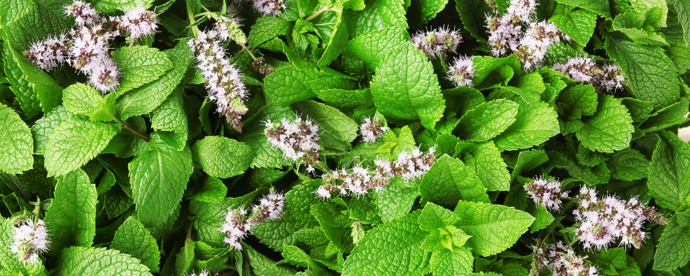 Why Is Your Mint Flowering? (And What You Should Do)