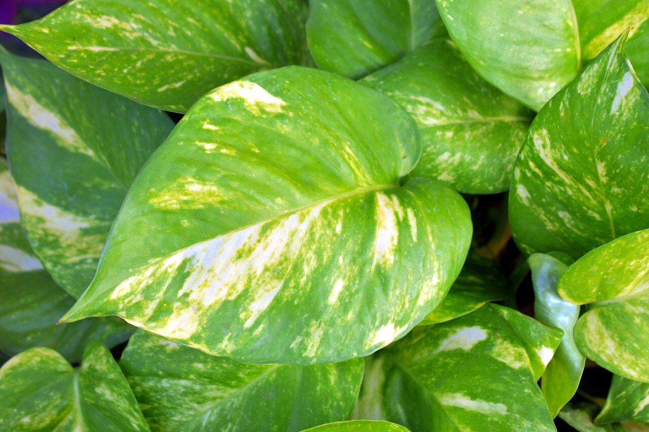 Water Pothos in Pots with Good Drainage