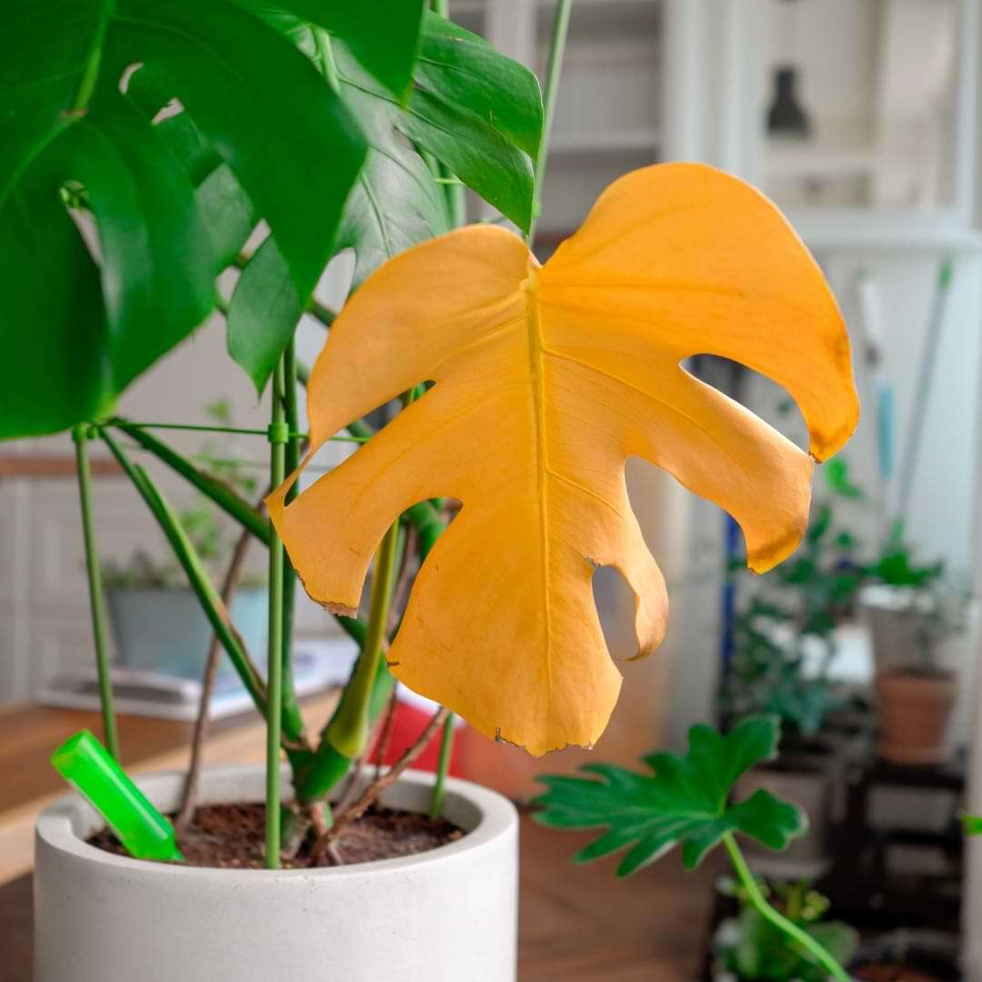 How To Save Monstera with Yellow and Brown Leaves due to Underwatering