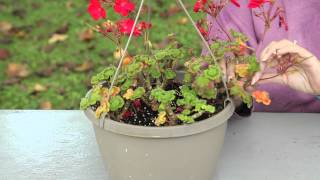 Soil Conditions Required for Geraniums to Bloom
