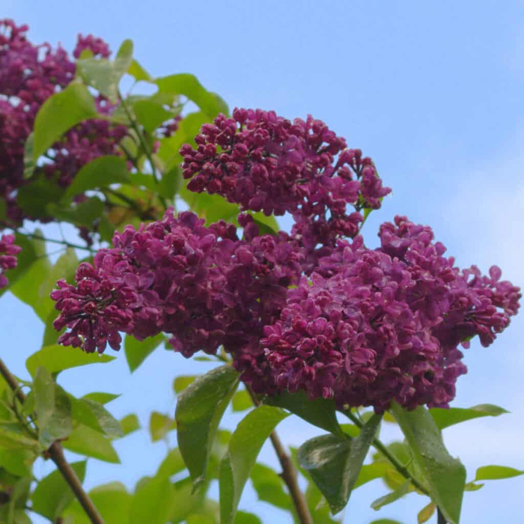 8 Reasons for Lilac Not Blooming- Lilac Not Flowering