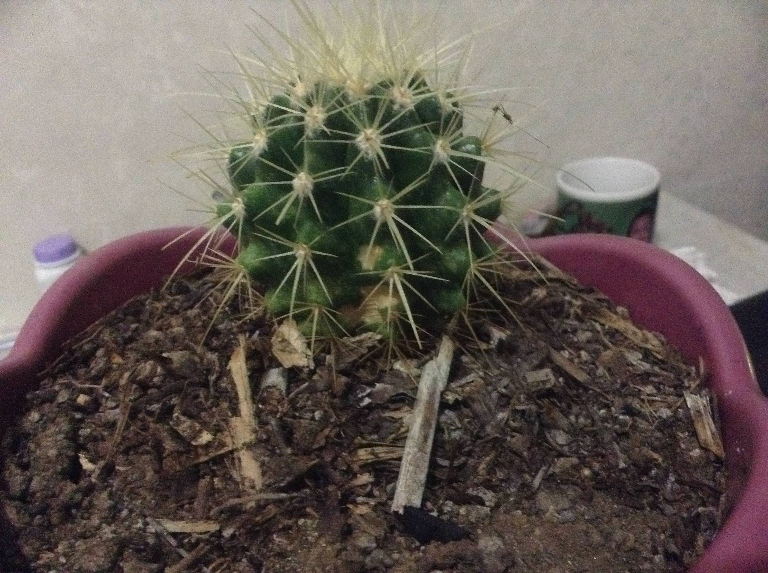 How to Revive a Squishy, Drooping Cactus