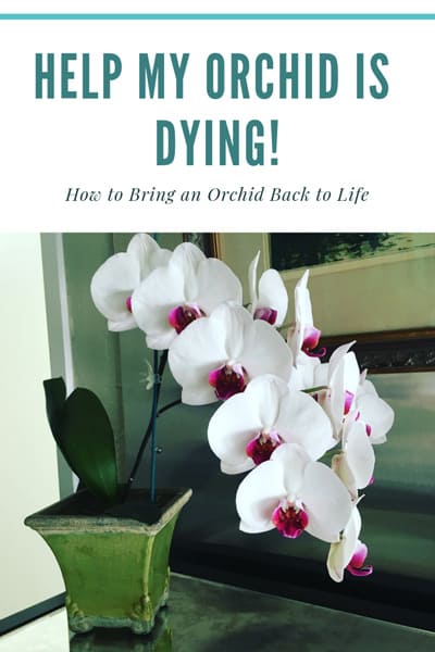 How to Save Underwatered, Drooping and Yellowing Orchids 