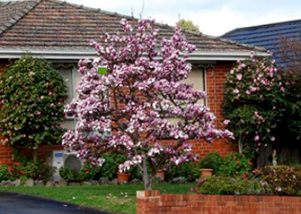 Trees That Can Be Planted Close to Houses: 12 Best Choices