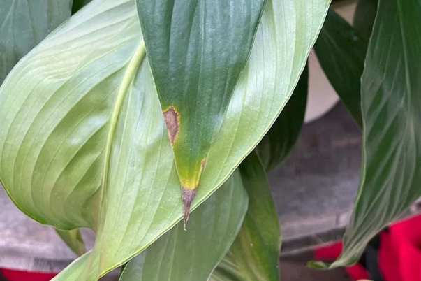 peace lily with brown tips