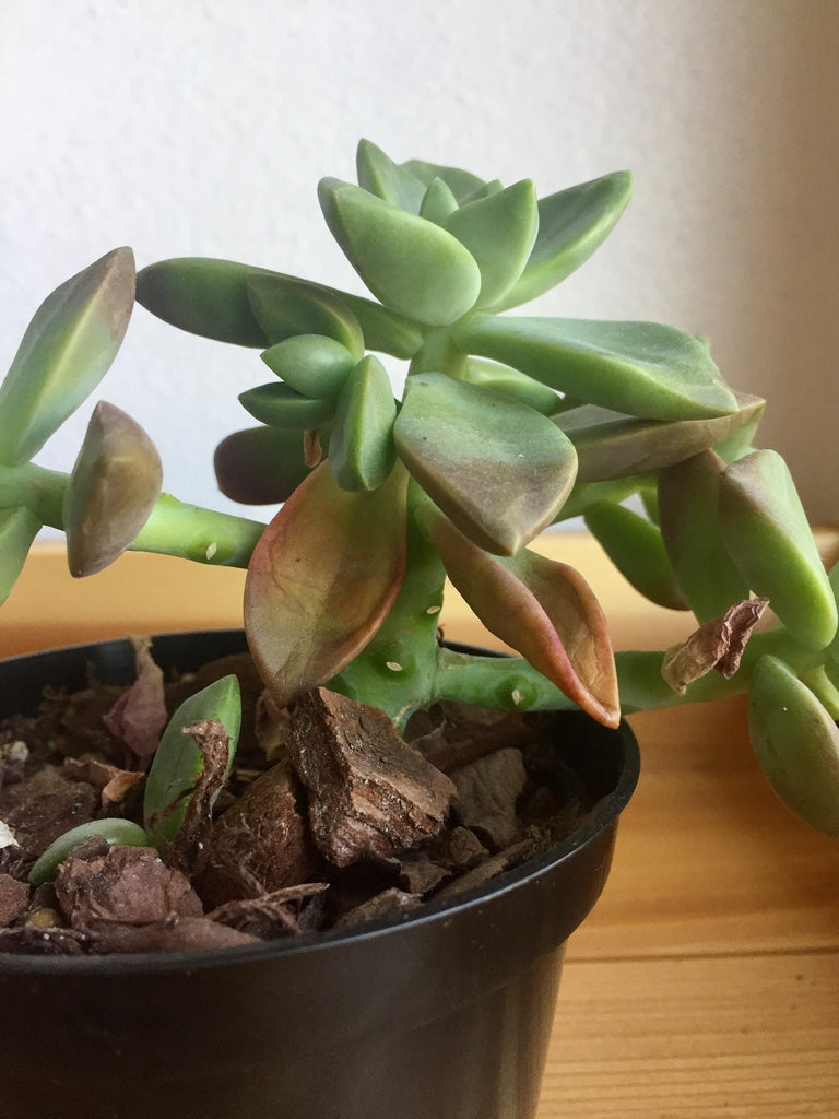 How to Revive Succulents with Shriveled Leaves due to Under Watering
