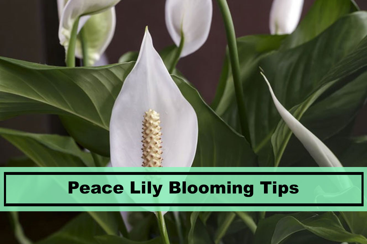 4. Lilies Prefer Full Sun for Blooms