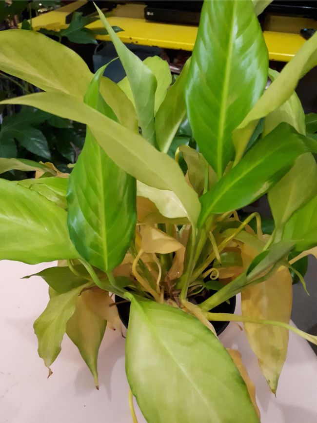 Peace Lily Leaves With Yellow Tips