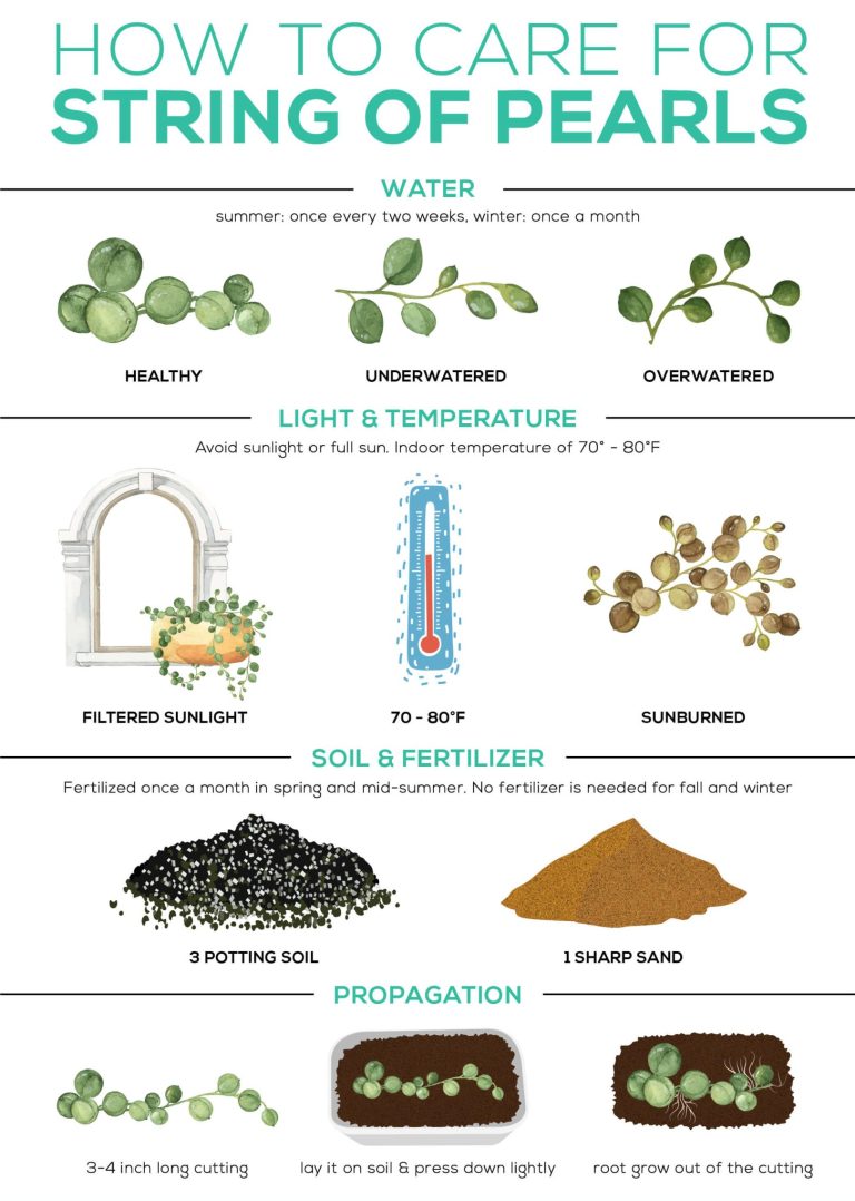 How to Water String of Pearls Plants The Garden Hows