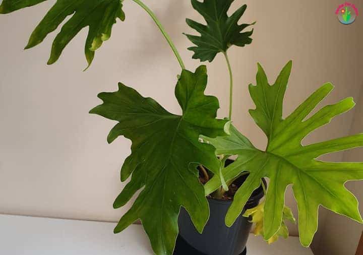 How Often and How Much to Water Philodendrons