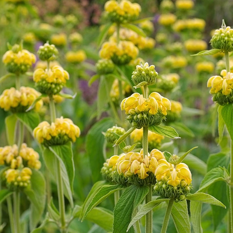 Under Watering or Over Watering Causes Yellow Leaves