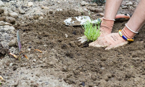 What Soil do Lavenders Like?