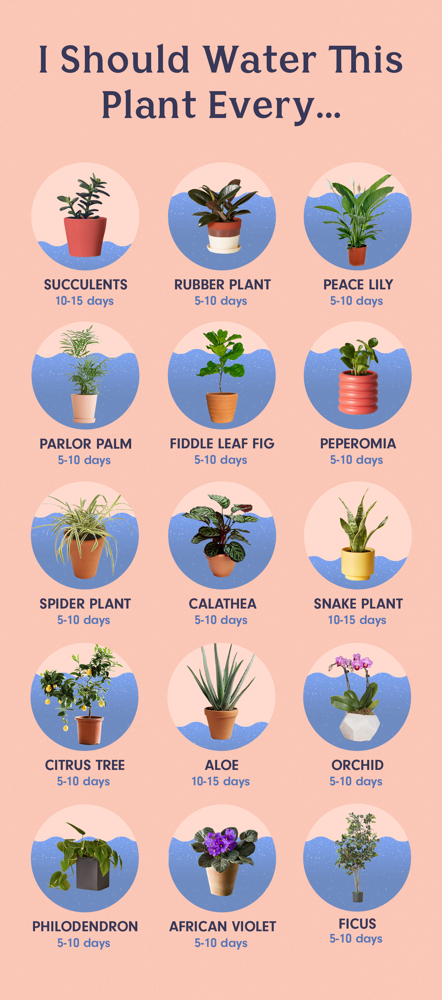 How Much to Water Spider Plants