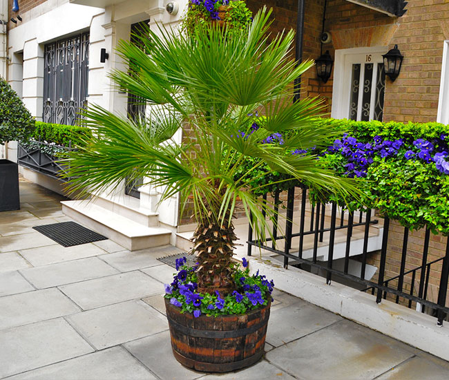 How Can You Grow Potted Palms?