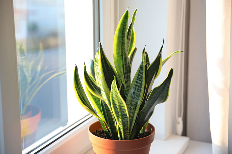 How to Save Snake Plants With Yellow, Drooping Leaves