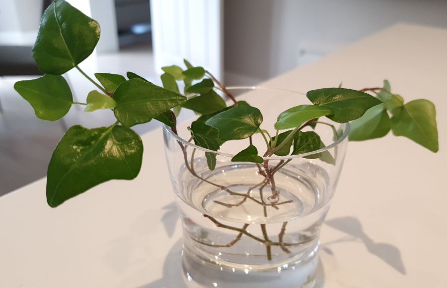 How to Water Ivy Plants