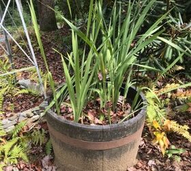 Too Much Fertilizer Promotes Gladiolus Foliage with Fewer Flowers