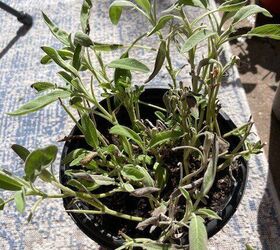 Over Watering Causes Sage to Turn Brown