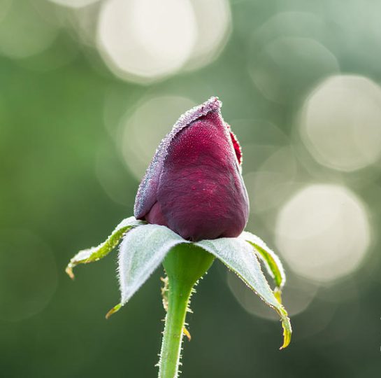 Roses Not Blooming? (6 Solutions That Actually Work) The Garden Hows