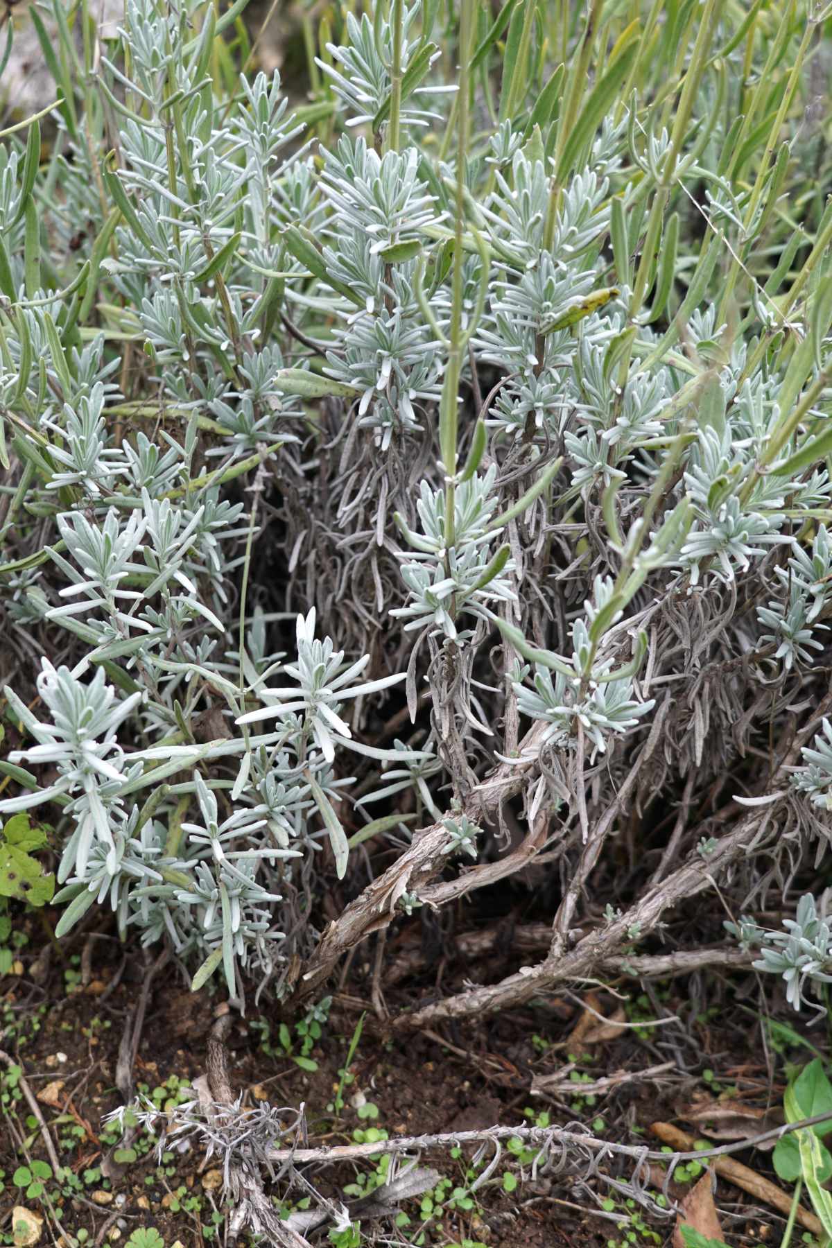 Lavender Drying out due Disease