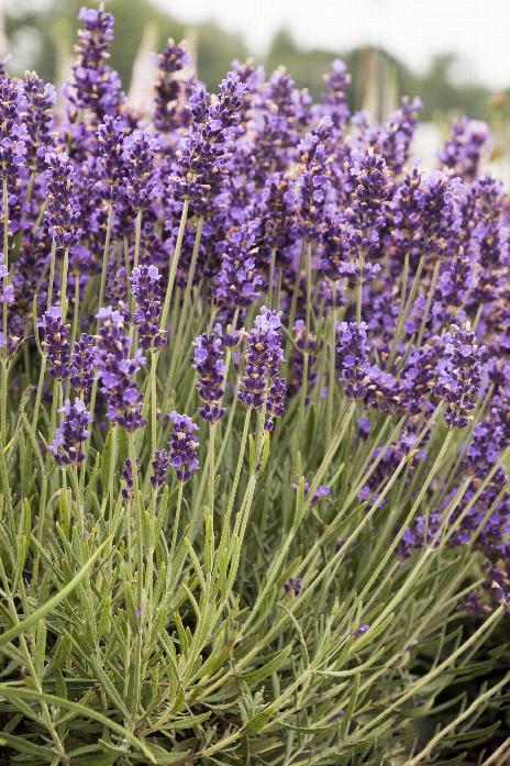 Watering Lavender Hidcote