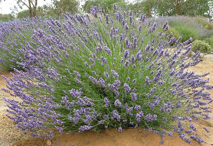 How Far Apart to Plant French Lavender