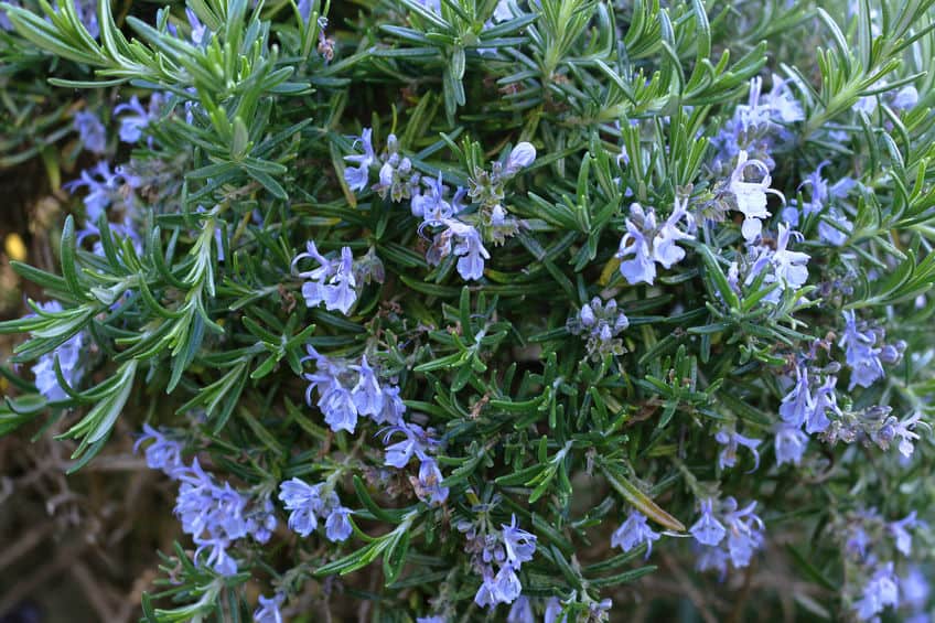 Why is my Rosemary Not Flowering?