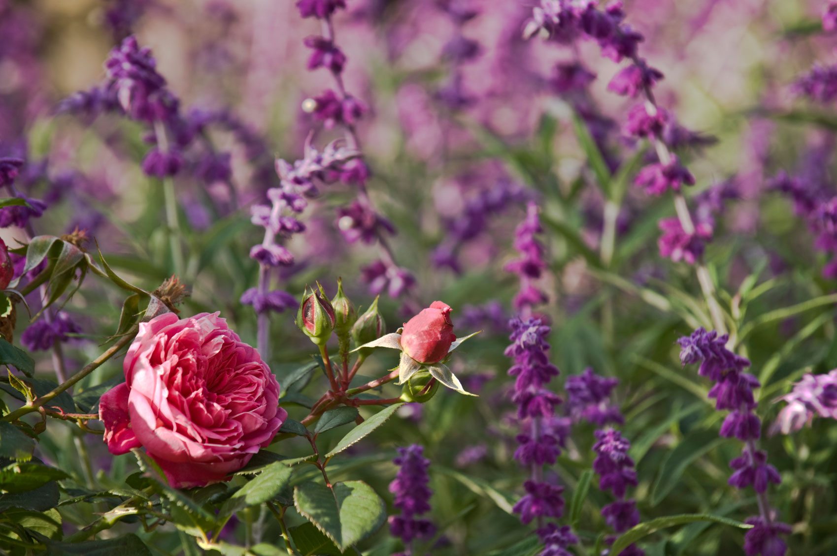 5 Tips for Growing Lavender with Roses
