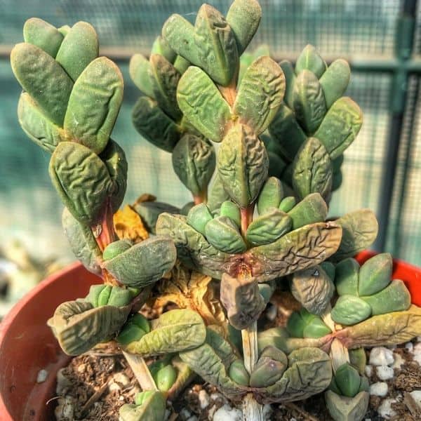 Why are My Succulent Leaves Shriveling?