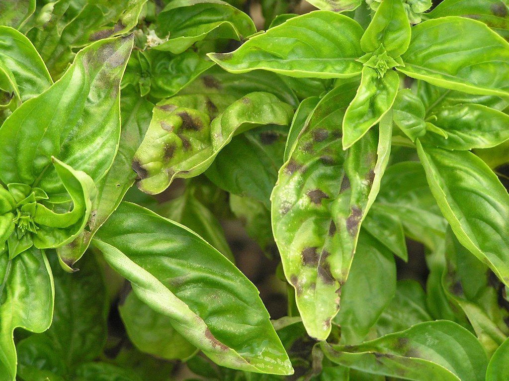 How to Revive a Dying Basil Plant
