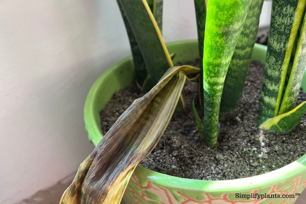 Snake Plants With Brown Spots