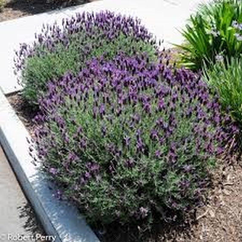 How to Water Lavender in Hot Weather