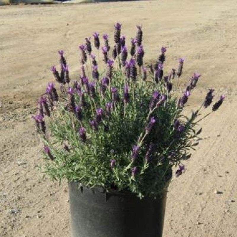 Watering in Hot, Humid Weather