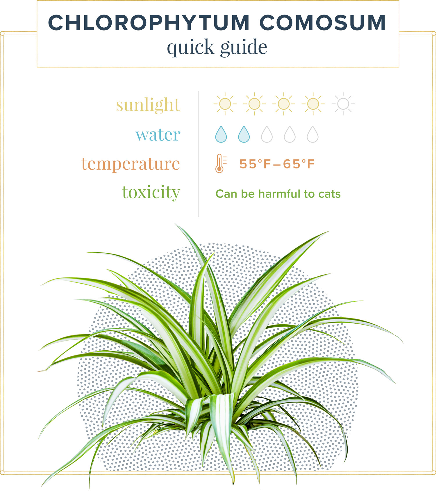 How Often to Water Spider Plantlets from Propagation