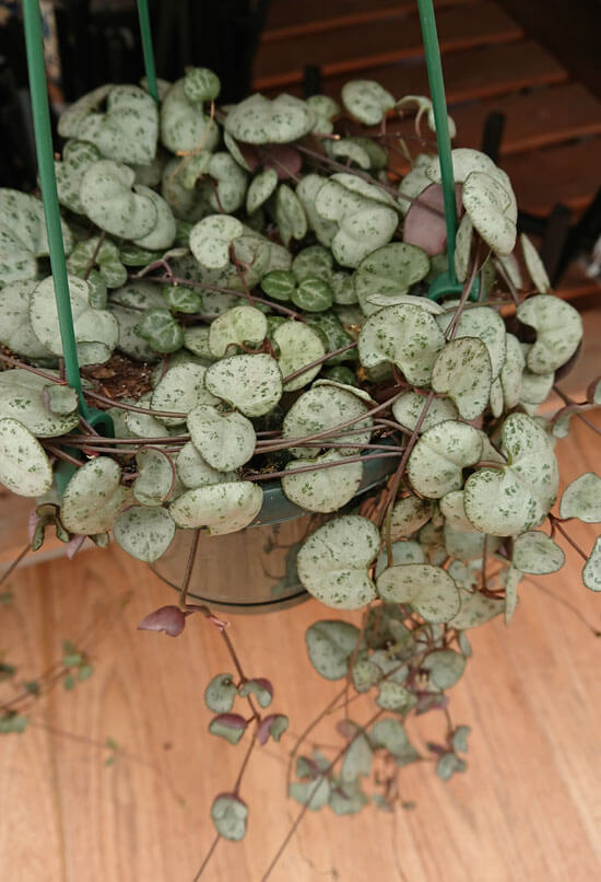 String of Hearts Dying? Revive String of Hearts Plant
