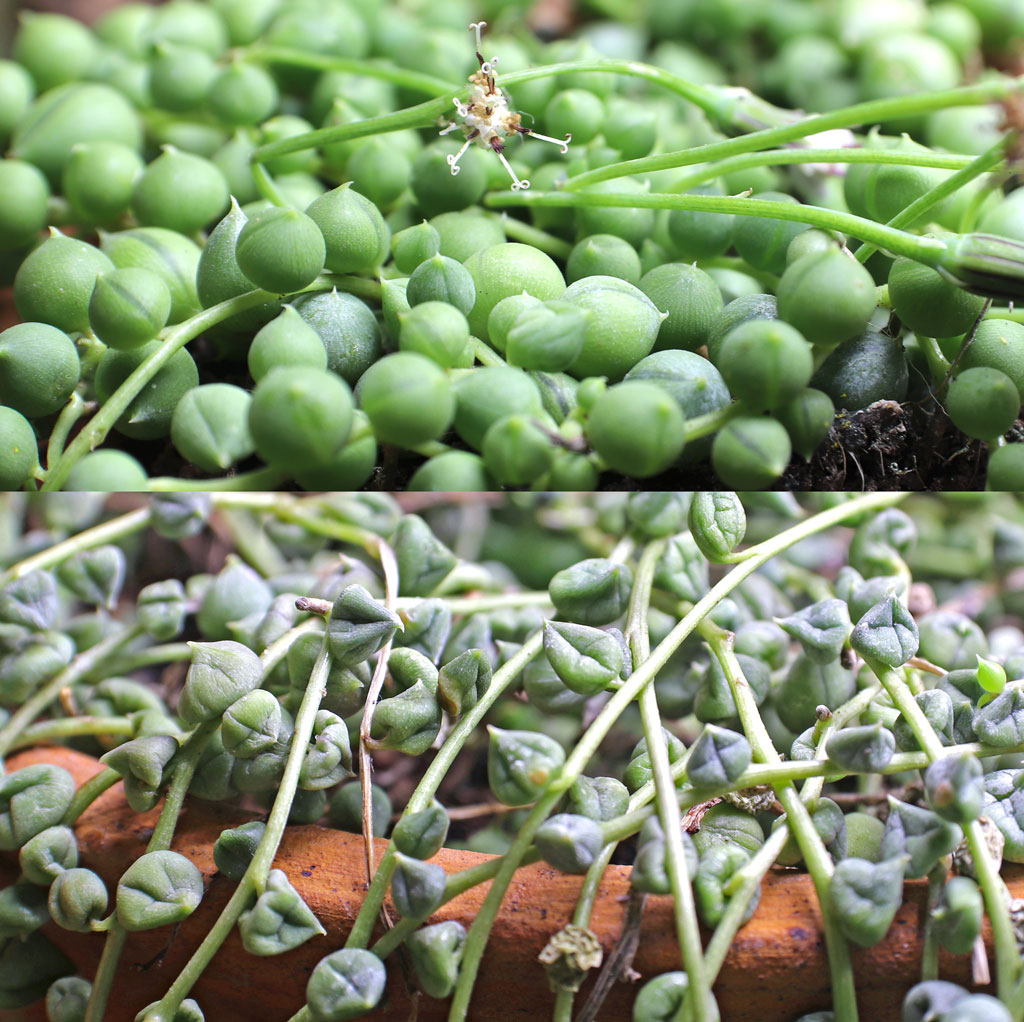 Plant String of Pearls in Pots with Drainage Holes in the Base