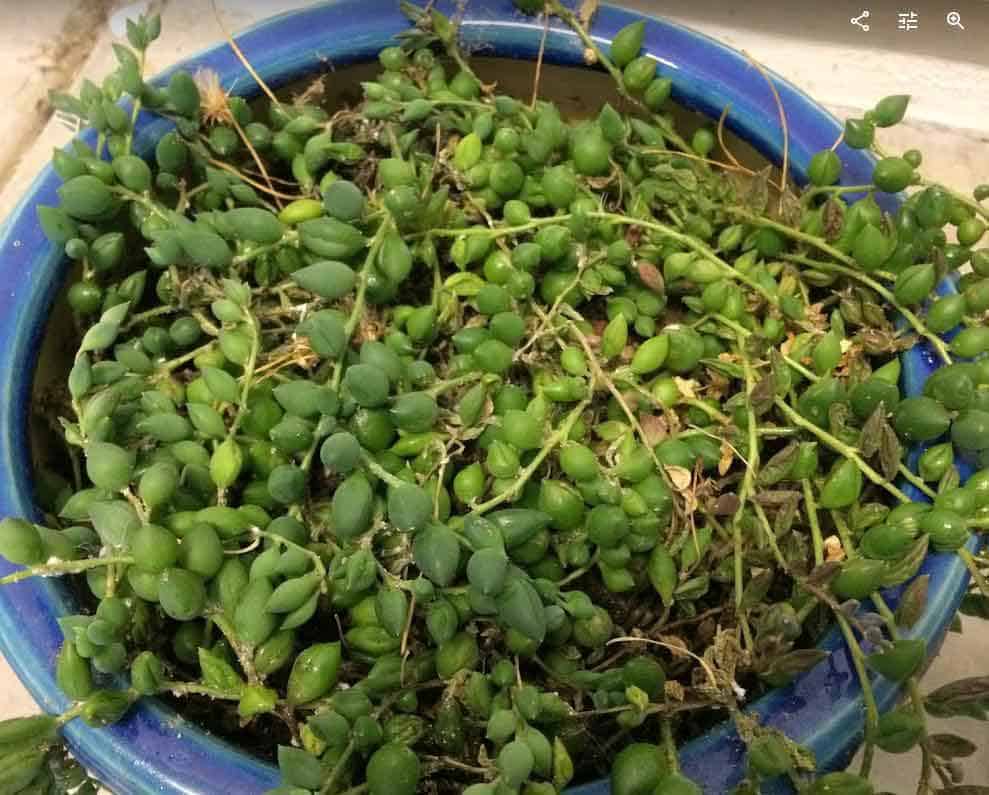 How to Revive a Dying String of Pearls Plant