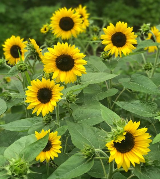 Sunflowers