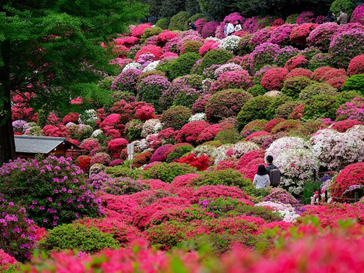 chinese Flower Garden