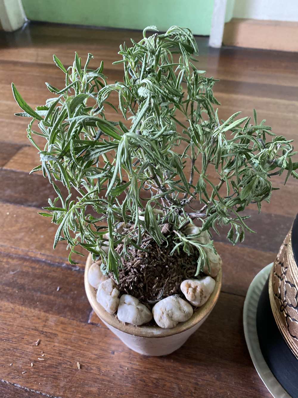 2. Over Watering Lavender Causing Wilting