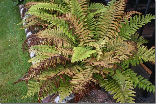 3. Small Pots Dry out Too Quickly Cause Brown Leaves