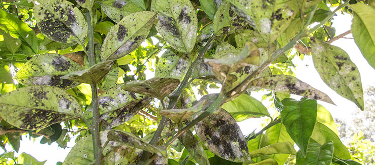 Humidity Slows Water Loss from Leaves and Causes Black Leaves