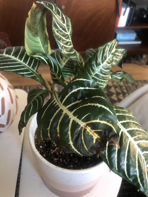 Zebra Succulent with Brown Leaf Tips? (How to Solve it)