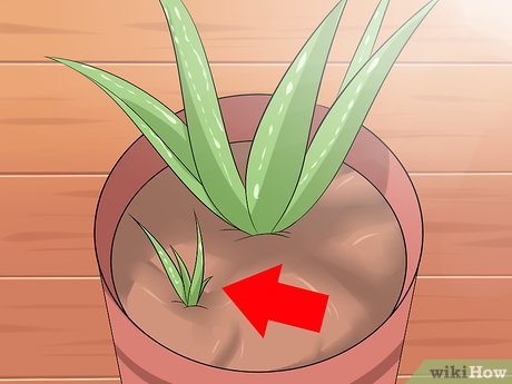Plant Aloe Vera in Pots with Drainage Holes in the Base