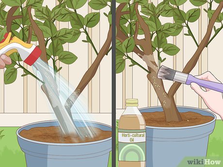 Plant Lemon Trees in Pots with Drainage Holes in the Base