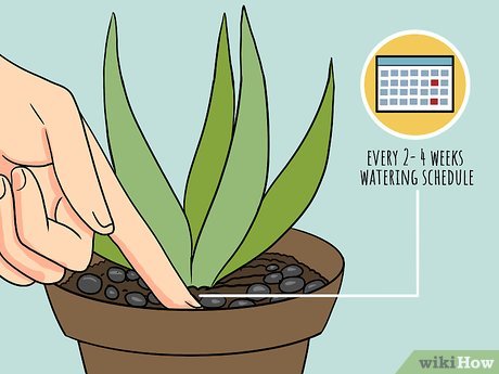 How to Water Aloe Vera Plants