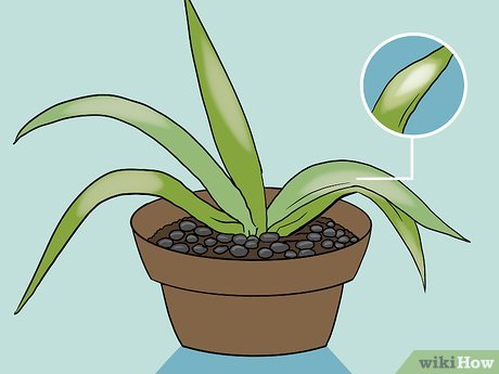 How to Save a Drooping Aloe Plant After Repotting