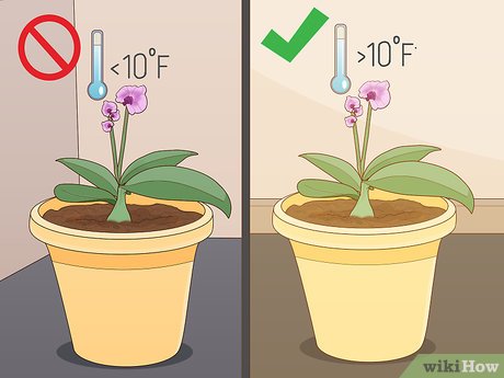 How to Revive a Drooping Orchid 