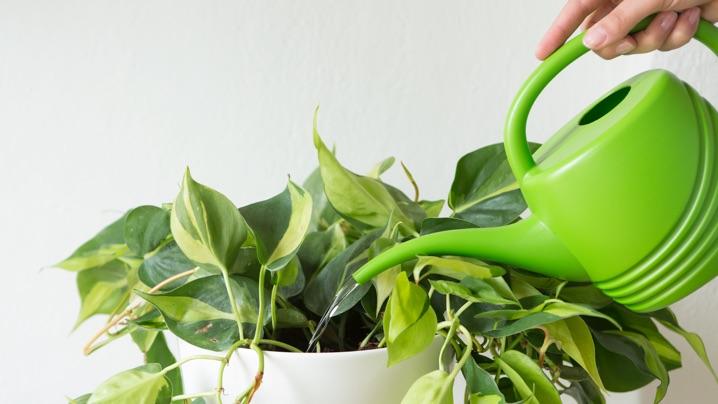 How Often to Water Philodendron in Winter