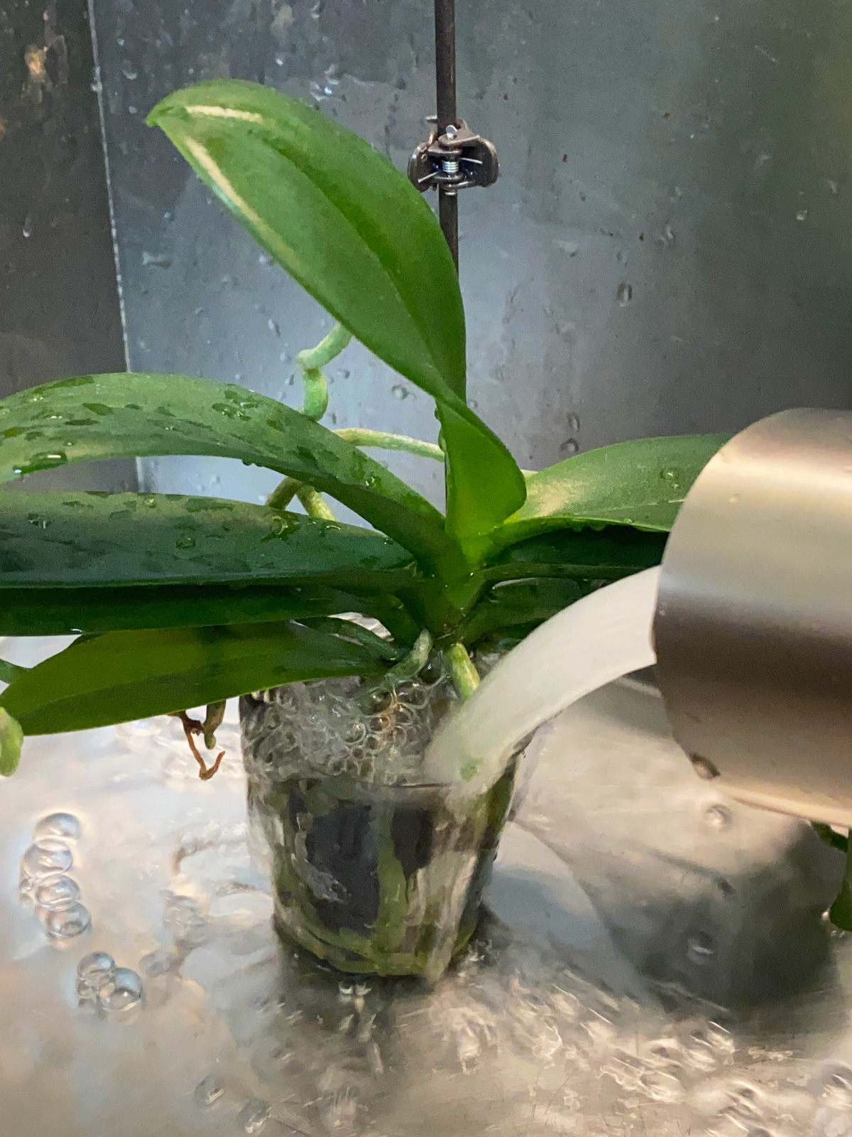 How Often to Water Orchids in Bark